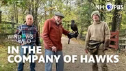 In the Company of Hawks