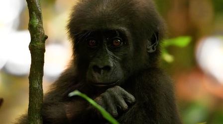 Video thumbnail: Nature Baby Gorilla Ventures Out