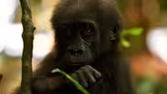Baby Gorilla Ventures Out