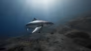 Ocean Reef Restoration