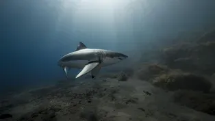 Ocean Reef Restoration