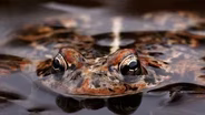 Toads of the High Cascades