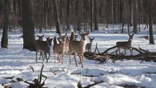 Scientists discover high COVID rates among white-tailed deer