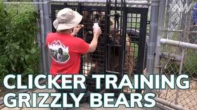 Video thumbnail: xConnect Northwest WSU Researchers Clicker Trained Their Grizzly Bears