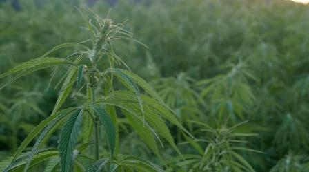 Video thumbnail: CONNECT NY The Legalization of Marijuana in New York State