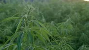 The Legalization of Marijuana in New York State