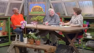 Repotting Grocery Store Orchids & Planting Summer Annuals