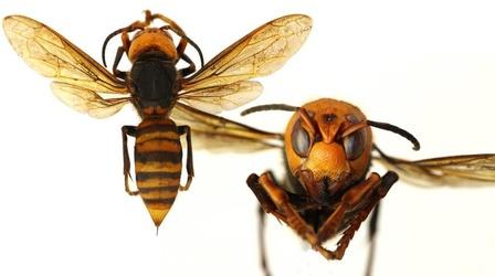 Video thumbnail: Backyard Farmer Backyard Farmer: Digging Deeper: Asian Giant Hornet