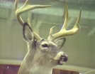 Trophy Buck
