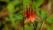 Meadows