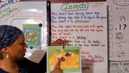 INSECTS