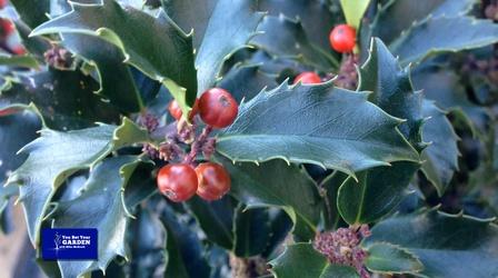 Video thumbnail: You Bet Your Garden You Bet Your Garden S3 Ep. 11 Pruning for Holiday Greens