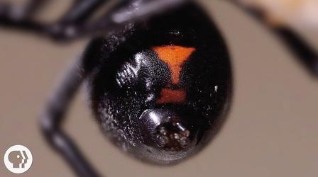 Video thumbnail: Deep Look Why the Male Black Widow is a Real Home Wrecker