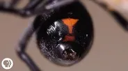 Why the Male Black Widow is a Real Home Wrecker