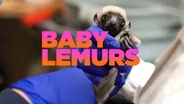 Let Us Take You There: The Duke Lemur Center