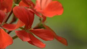 Video thumbnail: Virginia Home Grown Plant of the Month: Geraniums