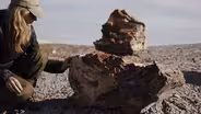 What Turned These Ancient Trees to Stone?