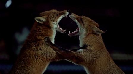 Video thumbnail: Nature Urban Foxes Battle Over Territory