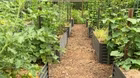 Volunteer Gardener 3417