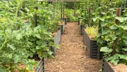 Volunteer Gardener 3417