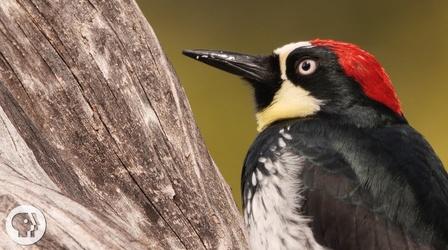 Video thumbnail: Deep Look You'd Never Guess What an Acorn Woodpecker Eats