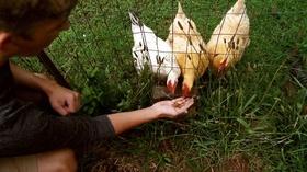 Video thumbnail: Tennessee Life Tennessee Life - 504 - Farming in the City