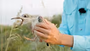 The Secret Life of Shorebirds, According to Their Poop