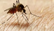 The Buzz on Mosquito-Borne Viruses