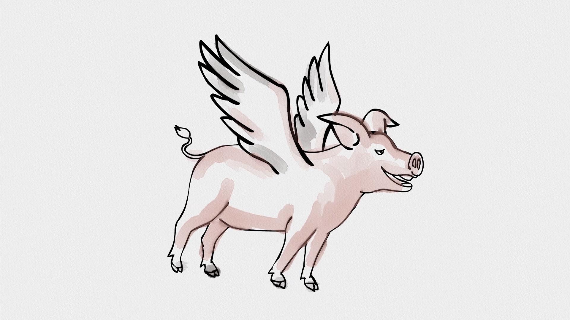 Fly Pig