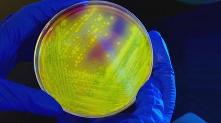 Video thumbnail: PBS NewsHour How overuse of antibiotics leads to drug-resistant superbugs