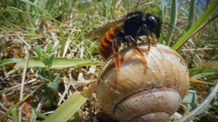 Video thumbnail: Nature Busy Bee Builds an Intricate Fortress