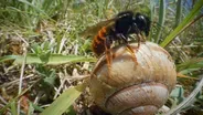 Busy Bee Builds an Intricate Fortress