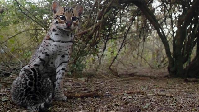 Nature | Ocelot Moms... They're Just Like Us