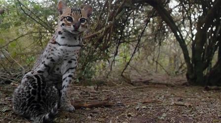Video thumbnail: Nature Ocelot Moms... They're Just Like Us