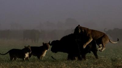 Lion Pride Hunts Buffalo