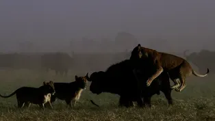 Lion Pride Hunts Buffalo