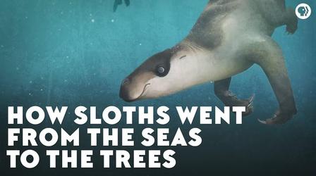 Video thumbnail: Eons How Sloths Went From the Seas to the Trees