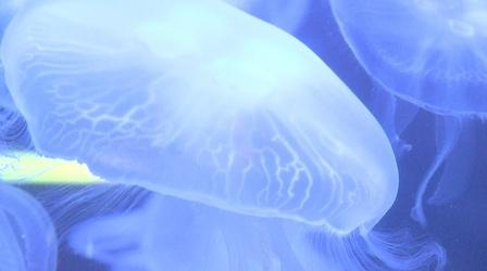 Video thumbnail: rootle Rootle Visited the NC Aquarium at Fort Fisher in Kure Beach!
