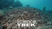 Oceans: The Oceans at Risk