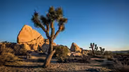 Joshua Tree Removal for Desert Economy?