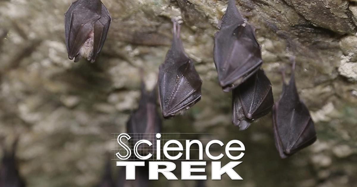 Science Trek | Bats: Their World Upside Down