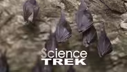 Bats: Their World Upside Down