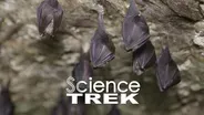 Bats: Their World Upside Down