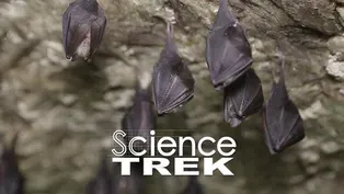 Bats: Their World Upside Down