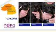 12/19/2024 | Basil, Thorn and Bibble | Mark's Furry Friends