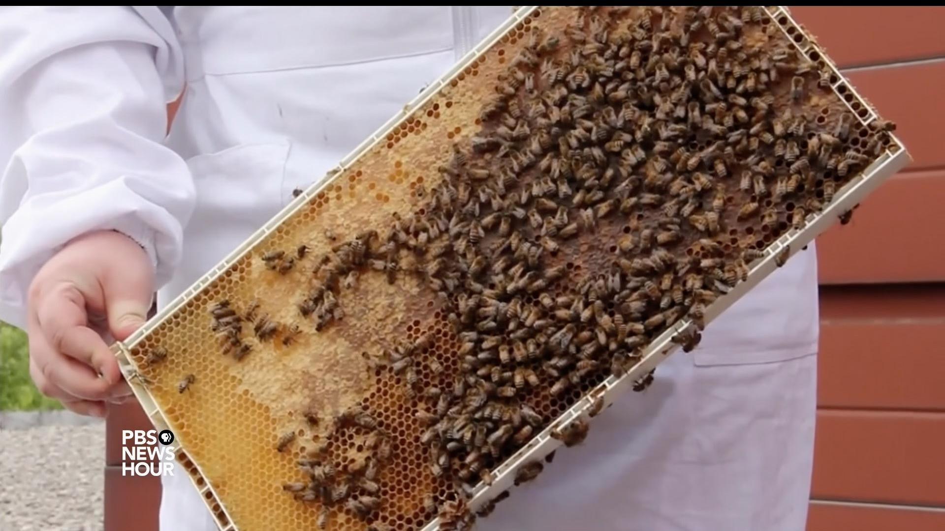 New studies shed light on bee health, climate inequality