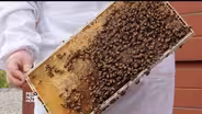 New studies shed light on bee health, climate inequality