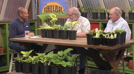 Video thumbnail: The Family Plot Hostas & Soil Preparation