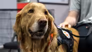 Dogs of Service