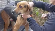 Saving Bats; Tree Saddle Hunting; Squirrel Hunting